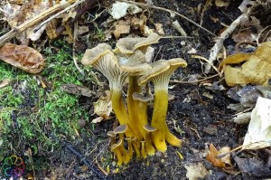 Cantharellus tubaeformis